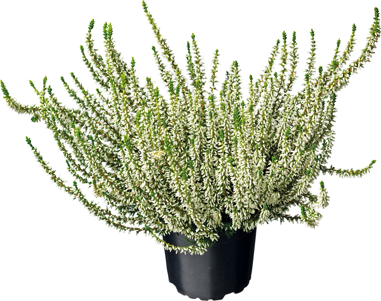 Struikheide (Calluna vulgaris 'Garden Girls') D 12 H 20 cm