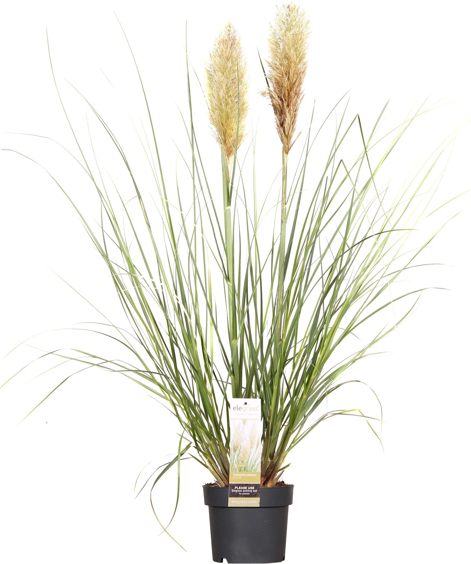 Pampasgras (Cortaderia selloana 'Evita') D 19 H 45 cm