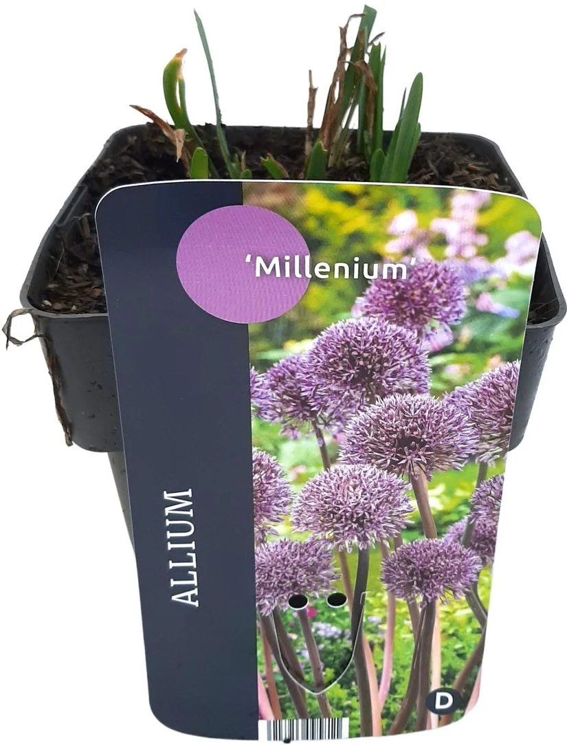 Sierui (Allium 'Millenium') D 17 H 10 cm