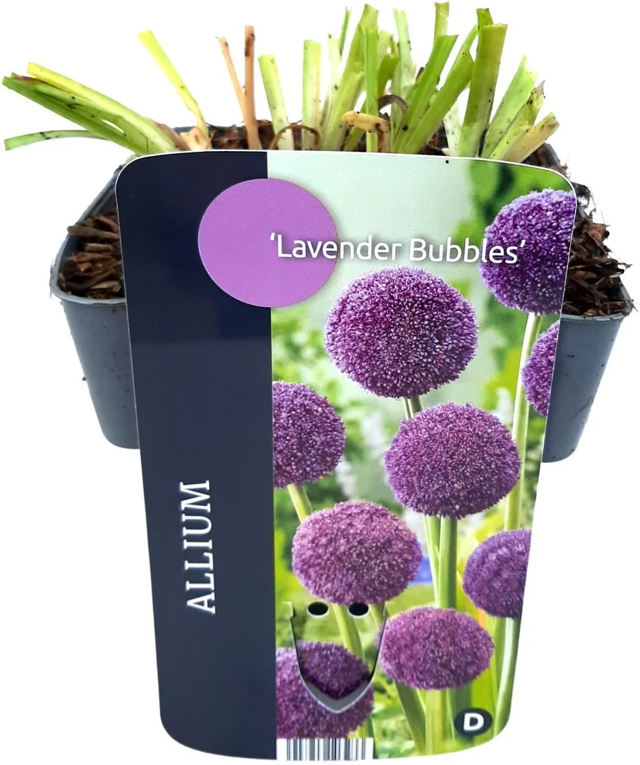 Sierui (Allium 'Lavender Bubbles') D 17 H 10 cm