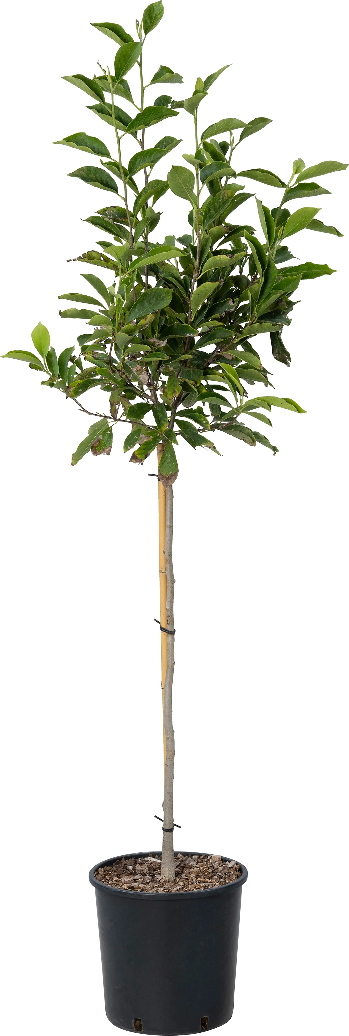 Magnolia (Magnolia soulangeana) D 30 H 120 cm