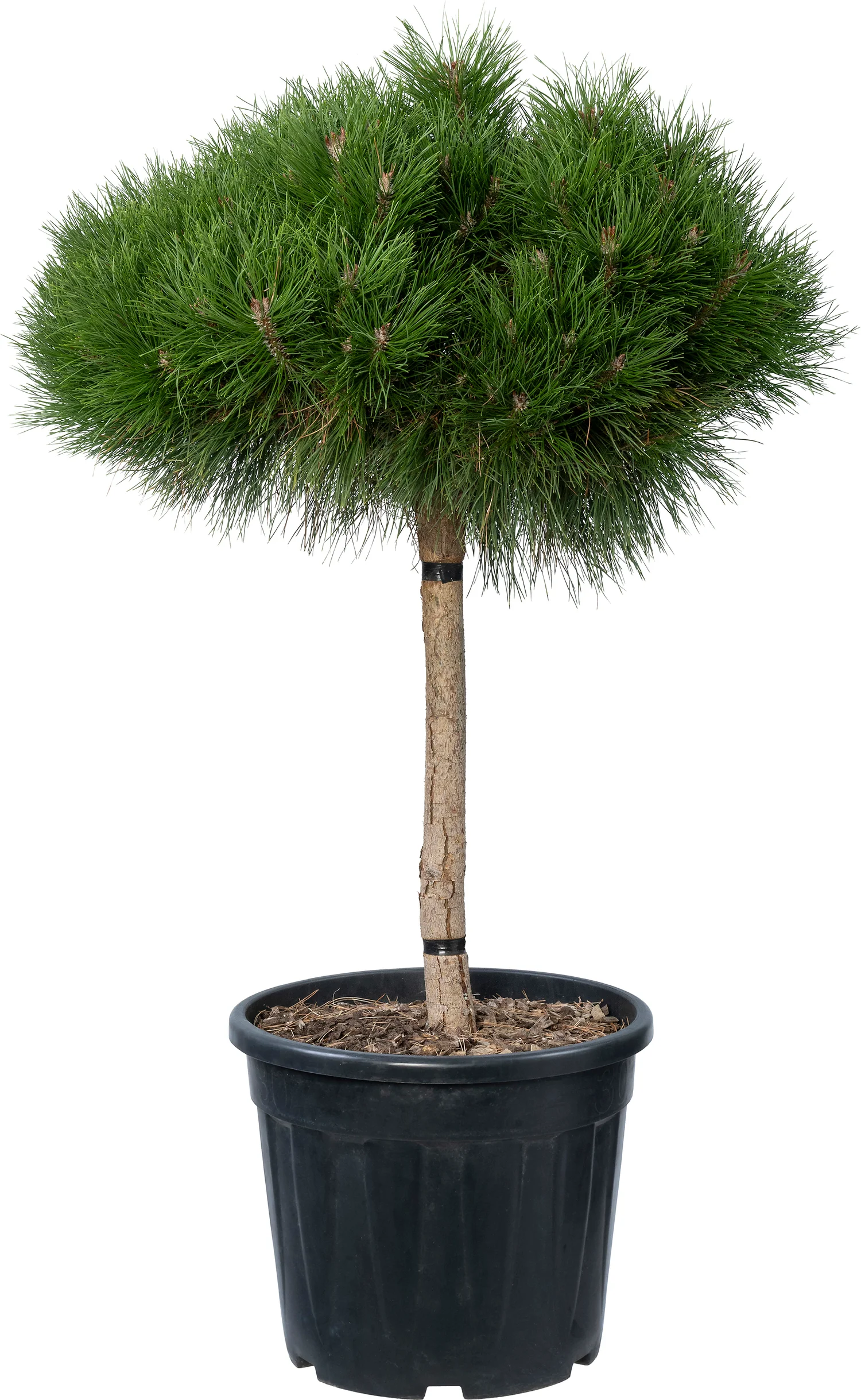 Zwarte den (Pinus nigra 'Marie Bregeon') D 40 H 80 cm