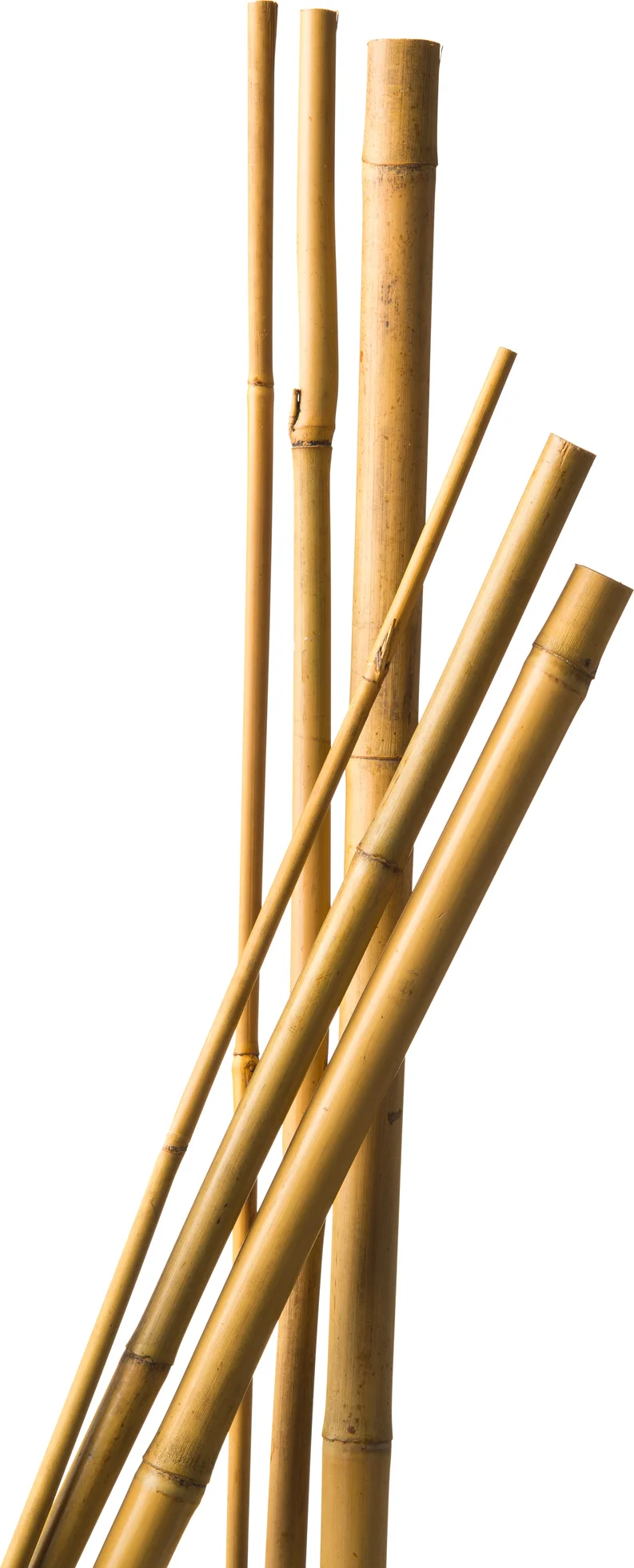 Nature bamboestok h300cm D20-22mm naturel 3 stuks