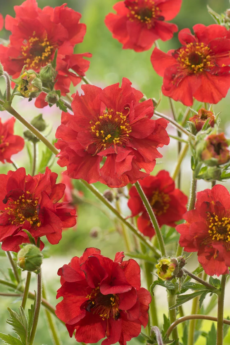 Nagelkruid (Geum chiloense 'Mrs Bradshaw') D 9 H 10 cm