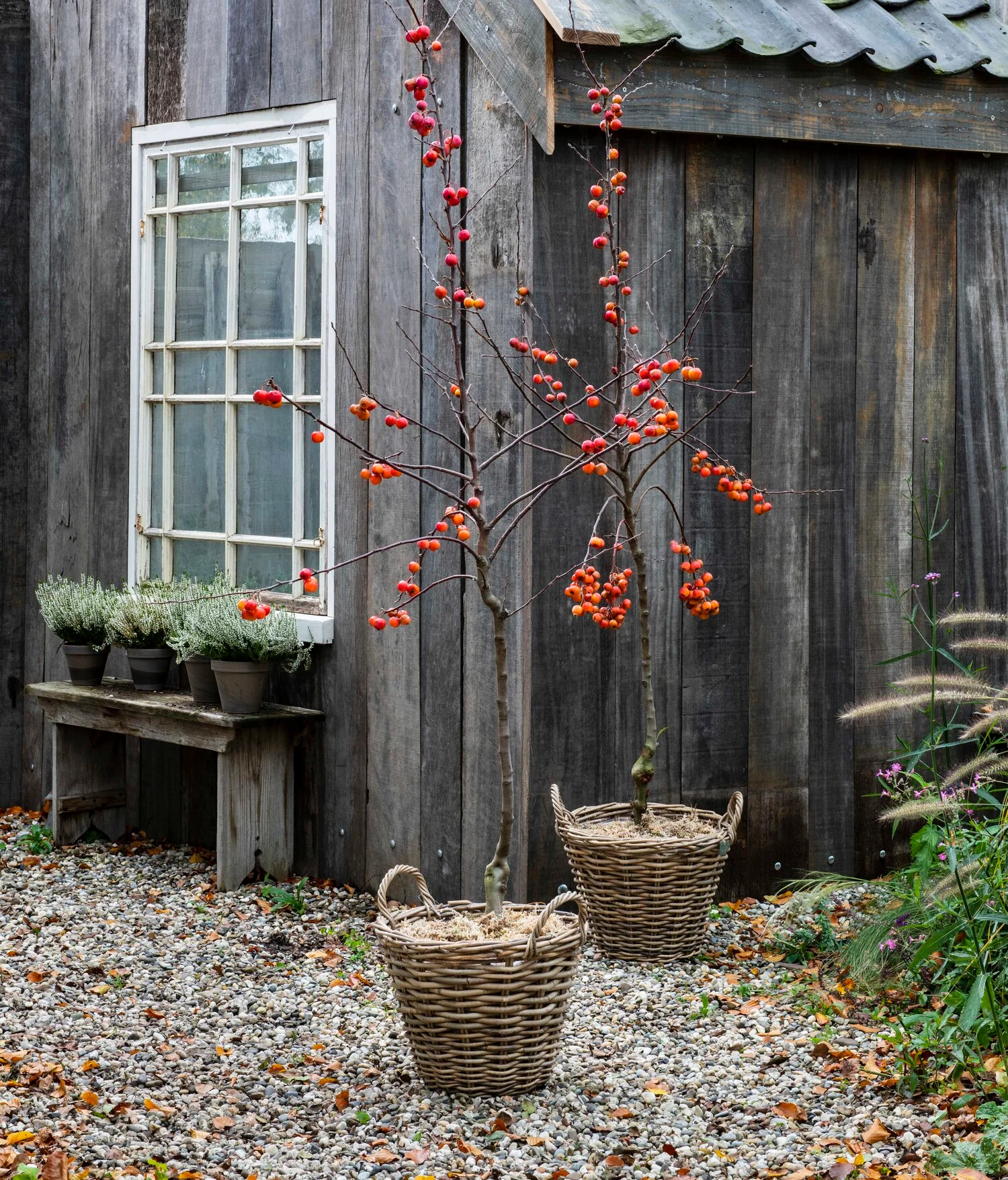 Sierappel (Malus 'Red Sentinel') D 28 H 160 cm
