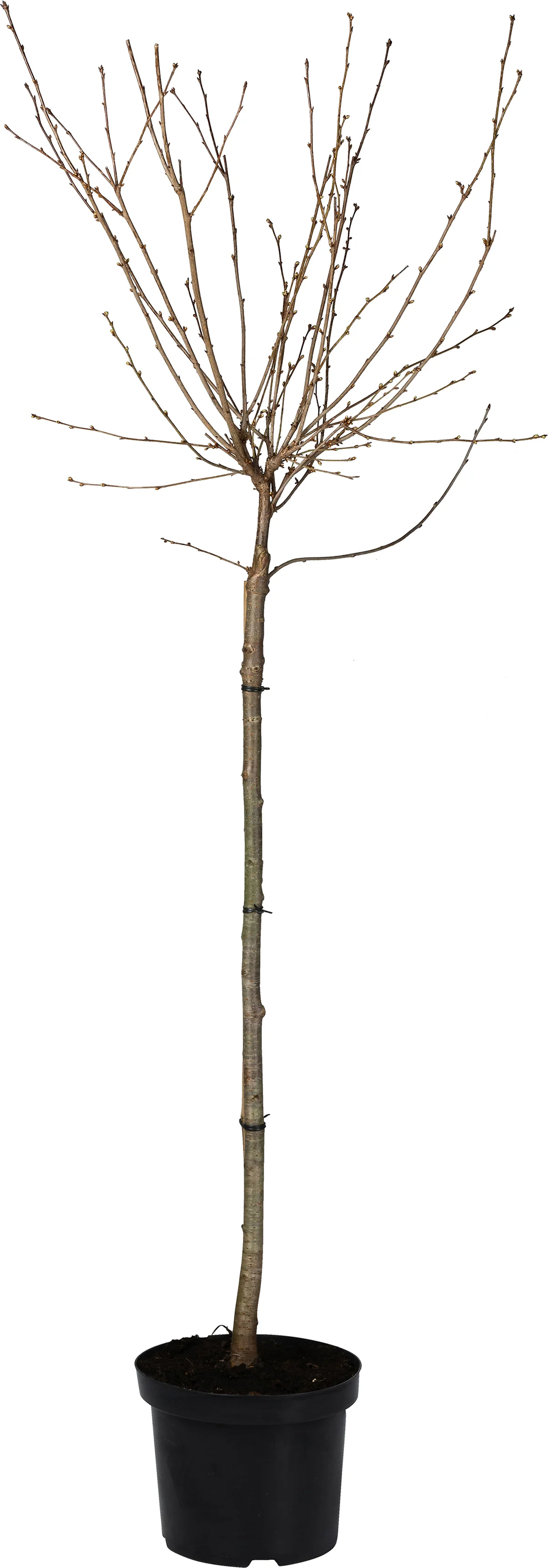 Sierkers op stam (Prunus 'Okame') D 27 H 90 cm