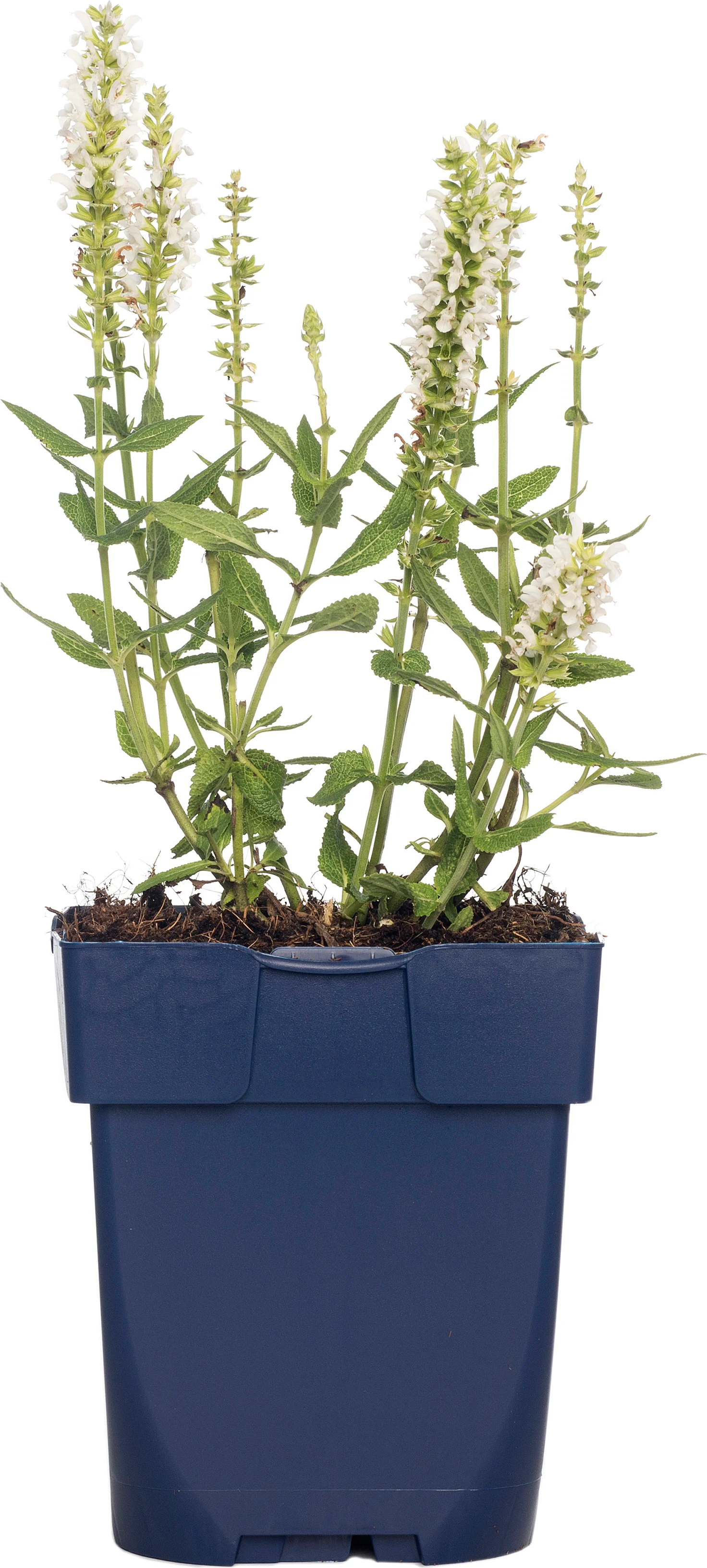 Siersalie (Salvia nemorosa 'Schneehügel') D 11 H 10 cm