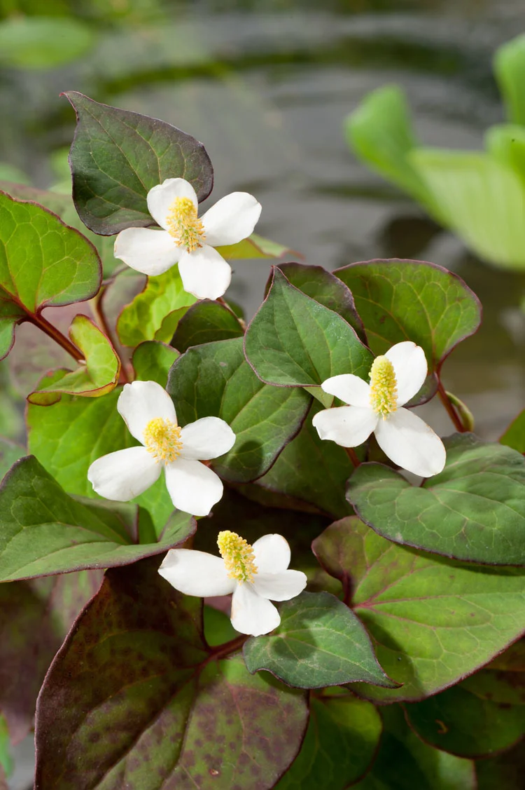 Moerasanemoon (Houttuynia cordata) D 18 H 30 cm