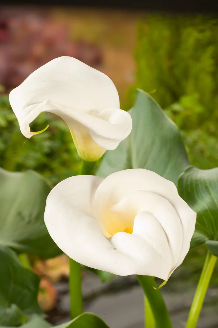 Moeras Aronskelk (Zantedeschia aethiopica) D 18 H 30 cm