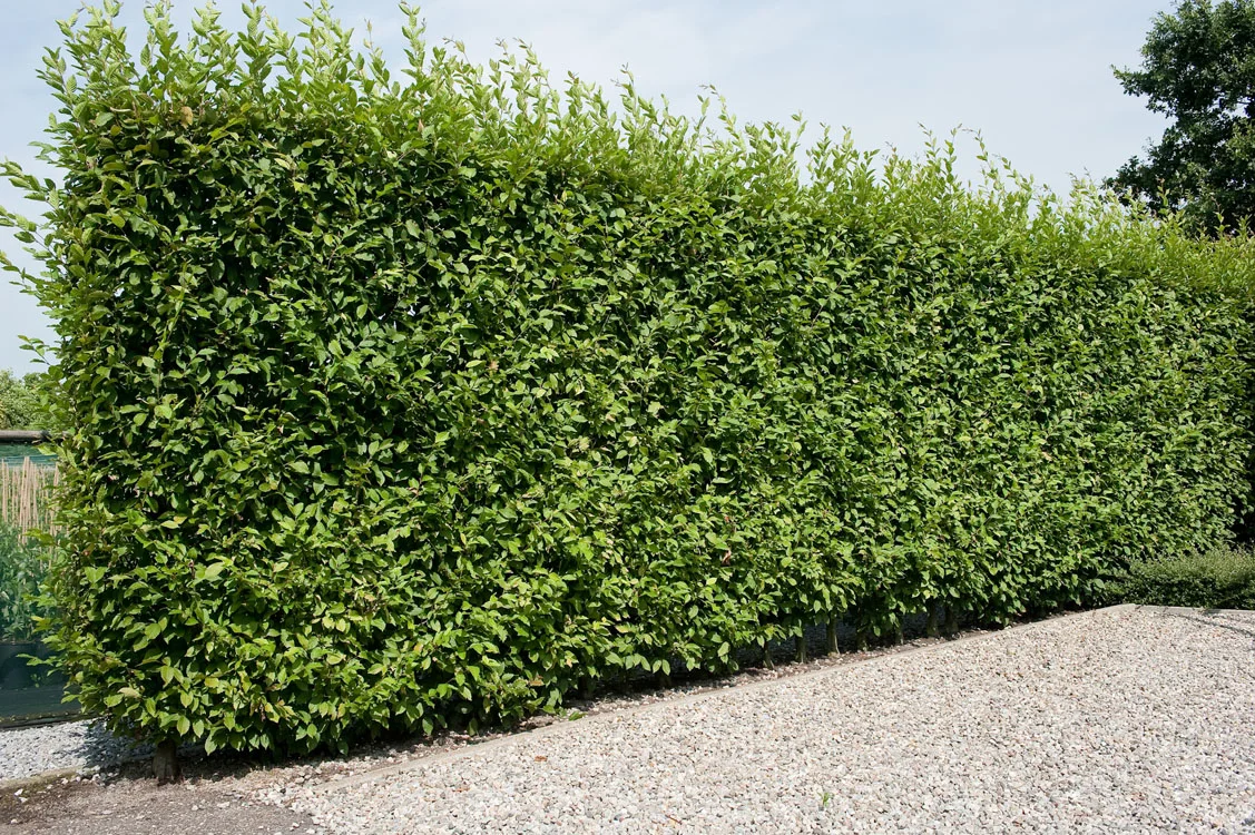 Zuilhaagbeuk (Carpinus betulus 'Fastigiata') D 32 H 250 cm