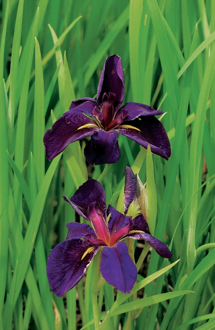 Zwarte Lis (Iris 'Black Gamecock') D 9 H 20 cm