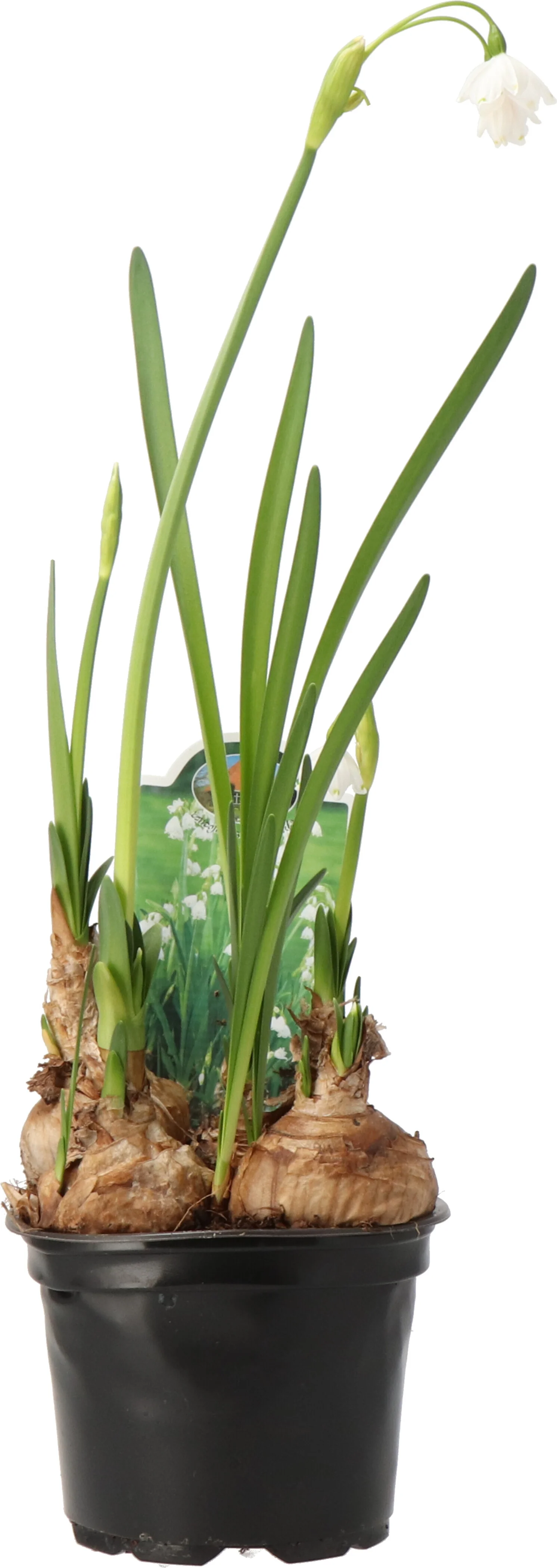 Zomerklokje (Leucojum aestivum) D 11 H 15 cm