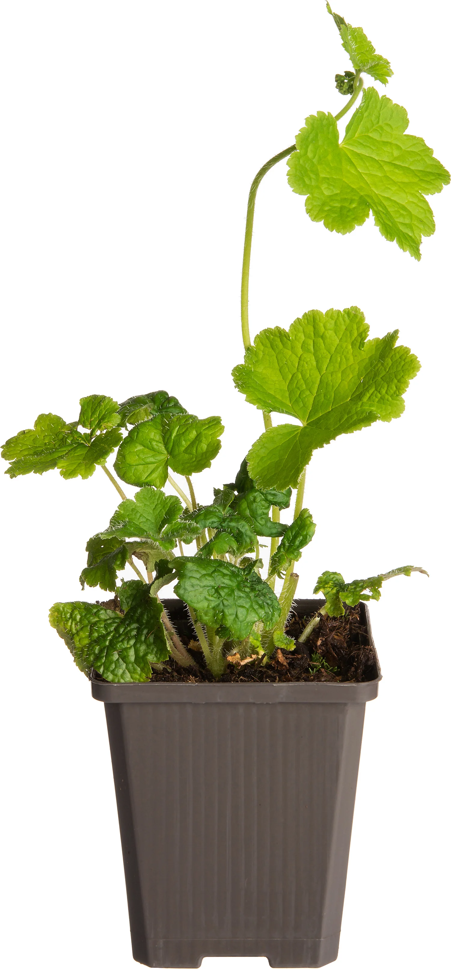 Mijterloof (Tellima grandiflora) D 9 H 15 cm