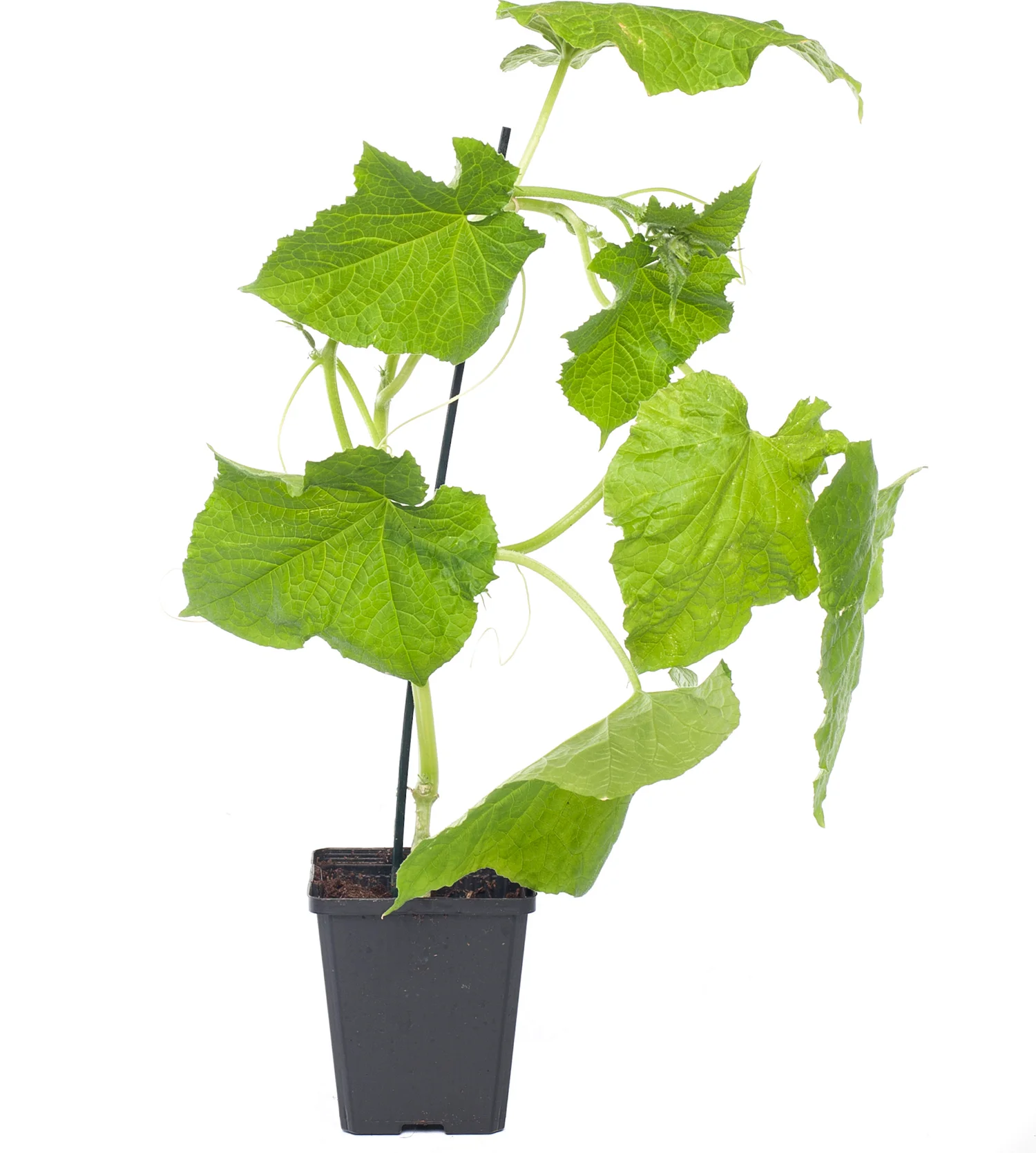 Mini Komkommer Geënt (Cucumis Sativus)