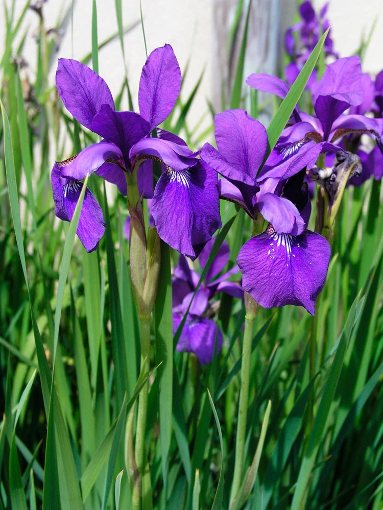 Siberische Lis (Iris sibirica) D 9 H 20 cm