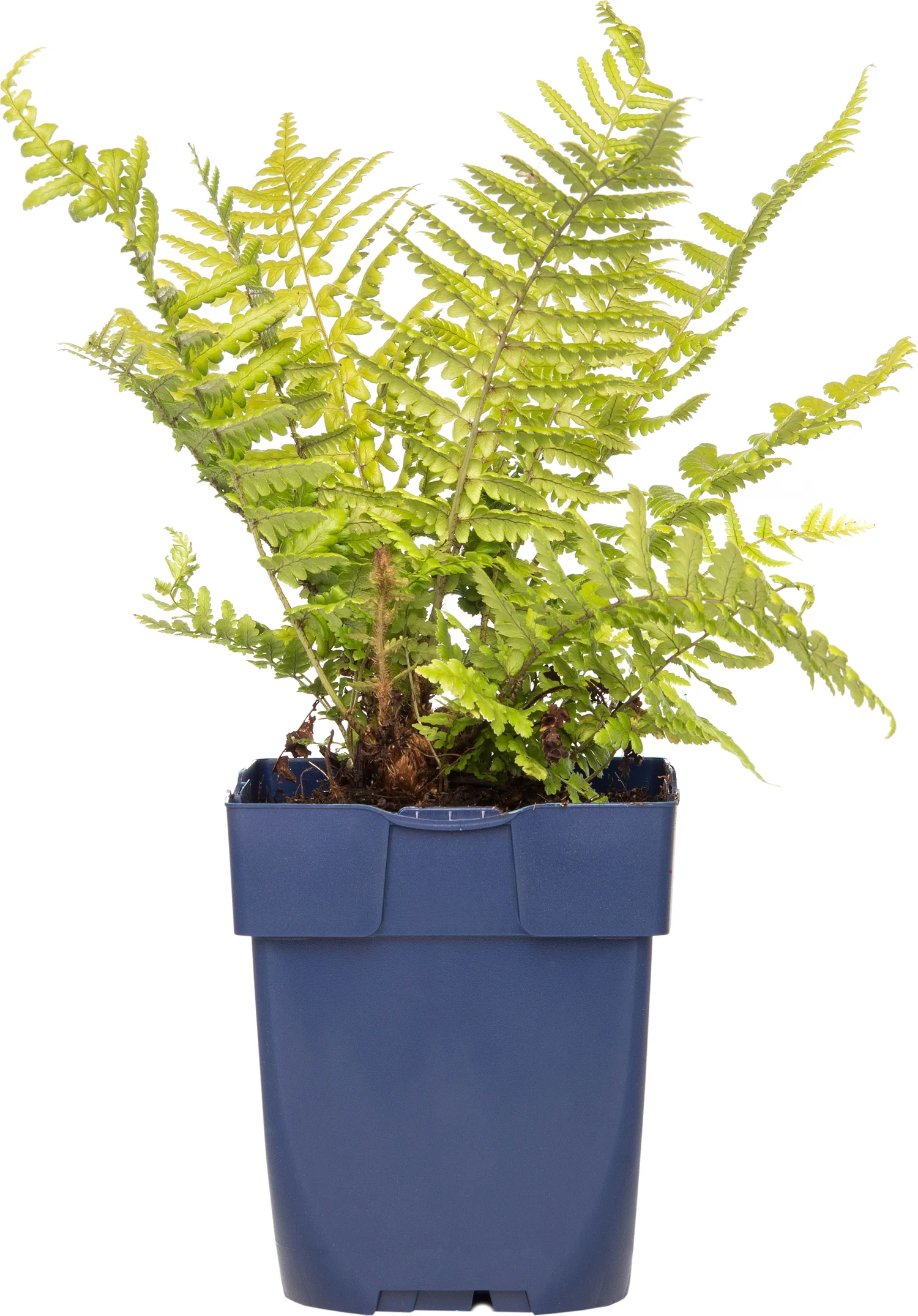 Mannetjesvaren (Dryopteris affinis) D 11 H 10 cm