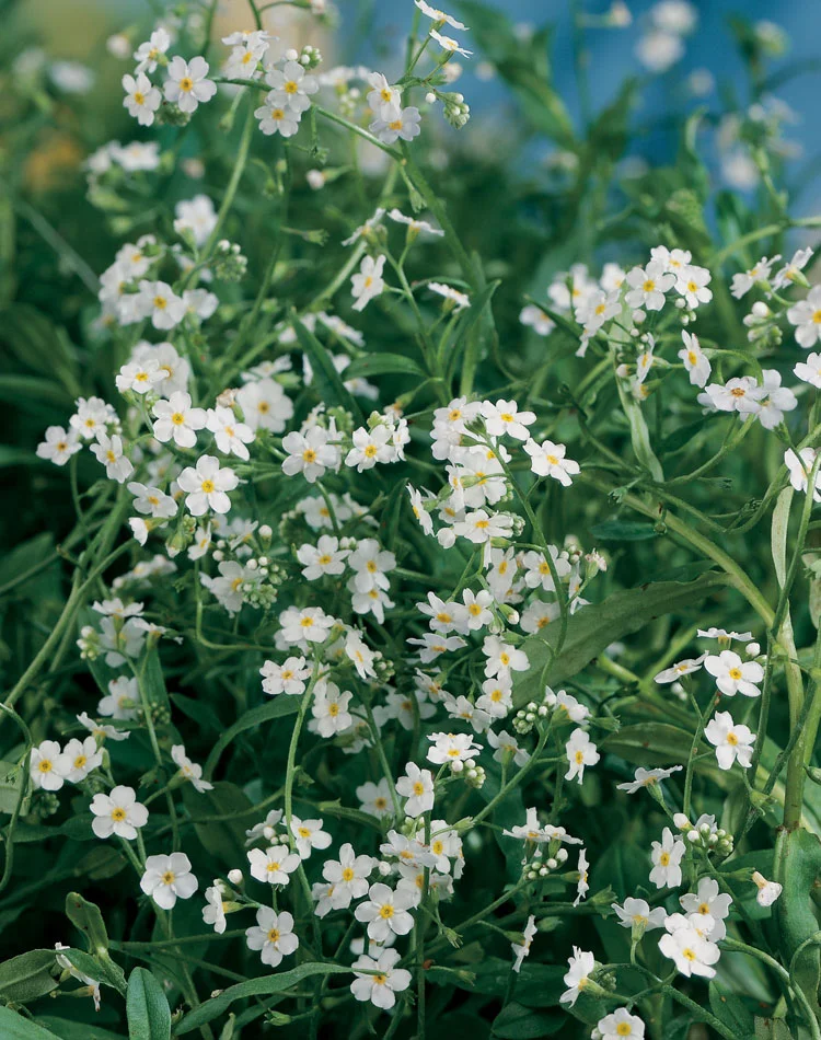 Moeras Vergeet-Mij-Niet (Myosotis palustris 'Alba') D 9 H 20 cm