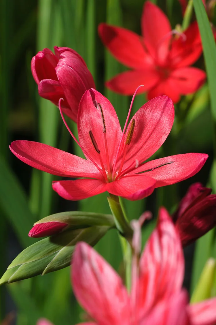 Moerasgladiool (Schizostylus coccinea 'Major') D 18 H 30 cm