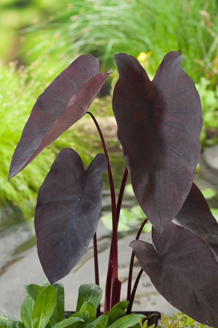 Zwarte Taro (Colocasia rubra 'Black Magic') D 18 H 20 cm
