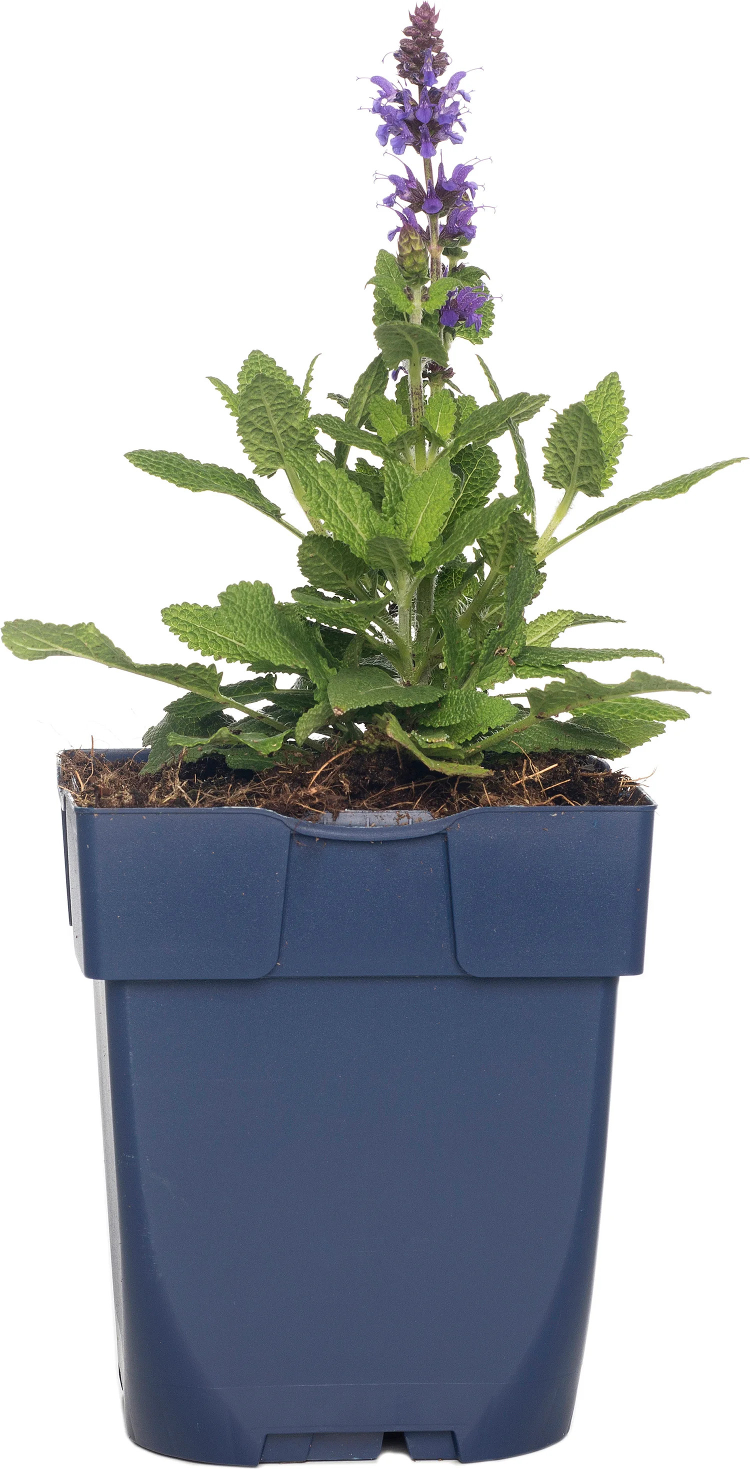 Siersalie (Salvia nemorosa 'Sensation Deep Blue') D 11 H 60 cm