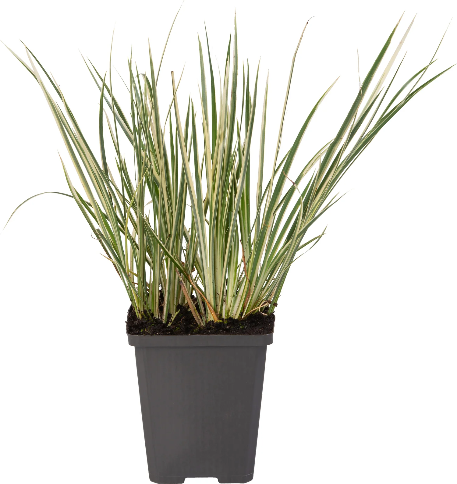 Mini Bonte Kalmoes (Acorus calamus 'Gramineus') D 9 H 30 cm