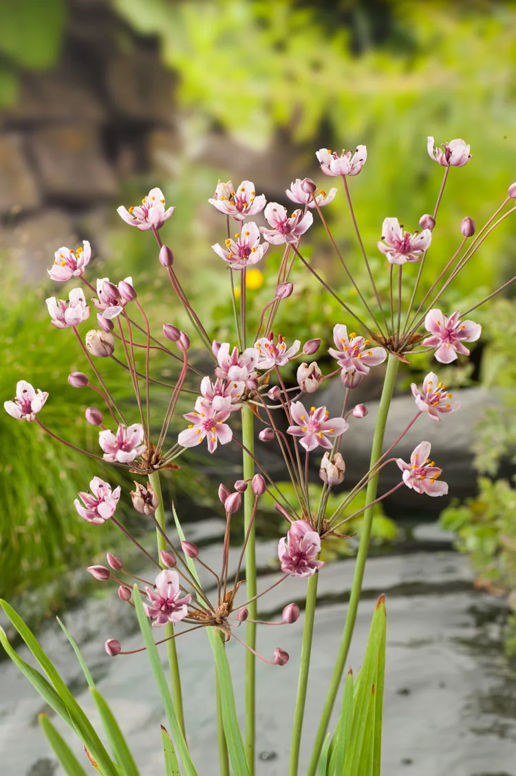 Zwanebloem (Butomus umbellatus) D 9 H 20 cm