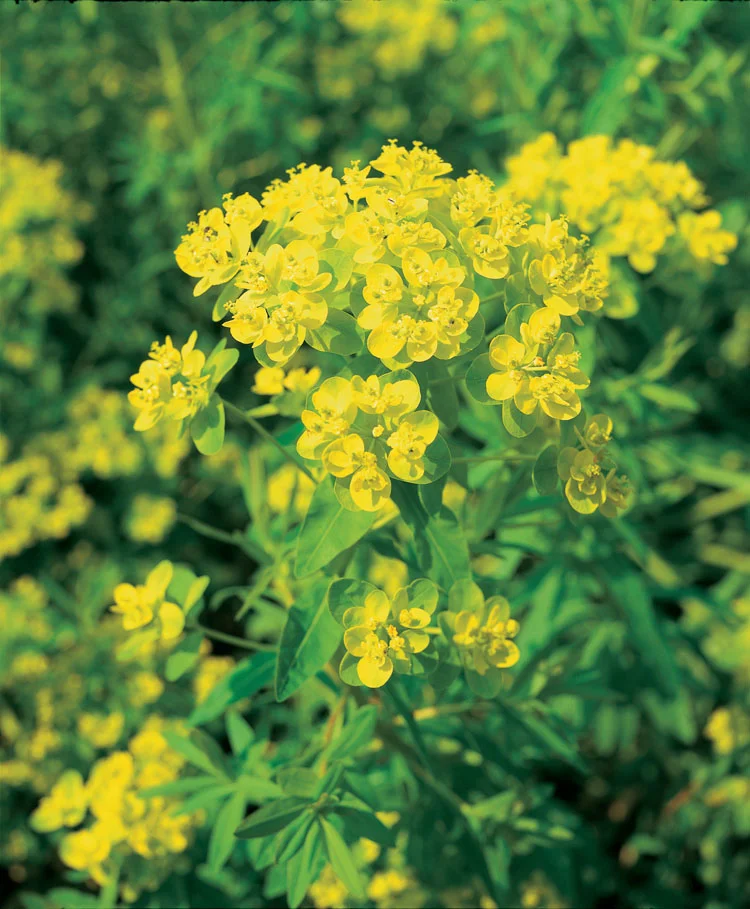 Moeraswolfsmelk (Euphorbia palustris) D 9 H 20 cm