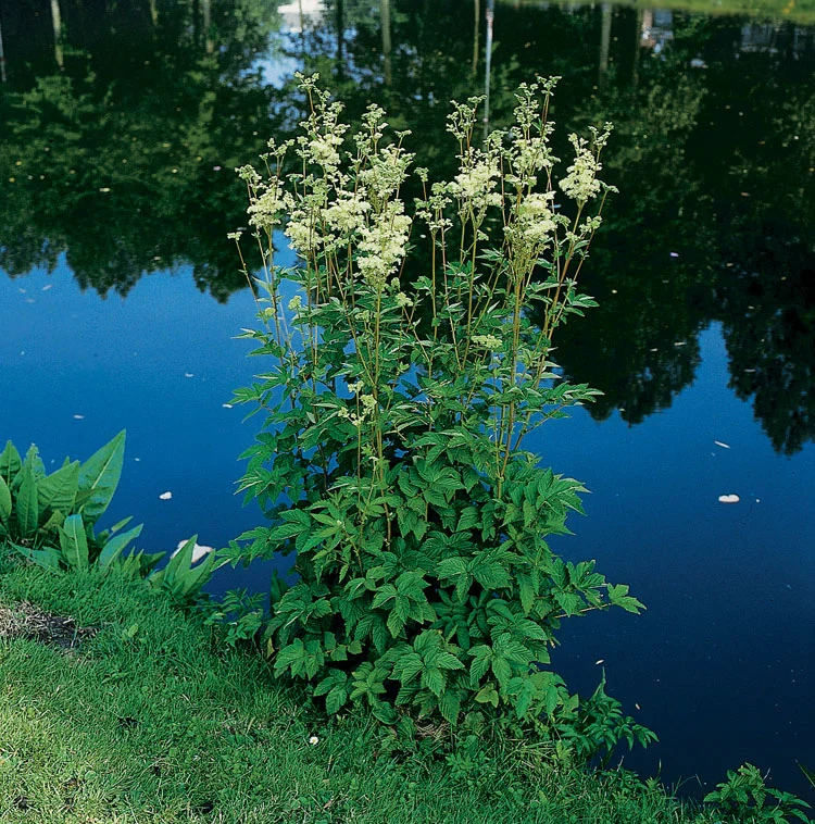 Moerasspirea (Filipendula ulmaria) D 9 H 20 cm