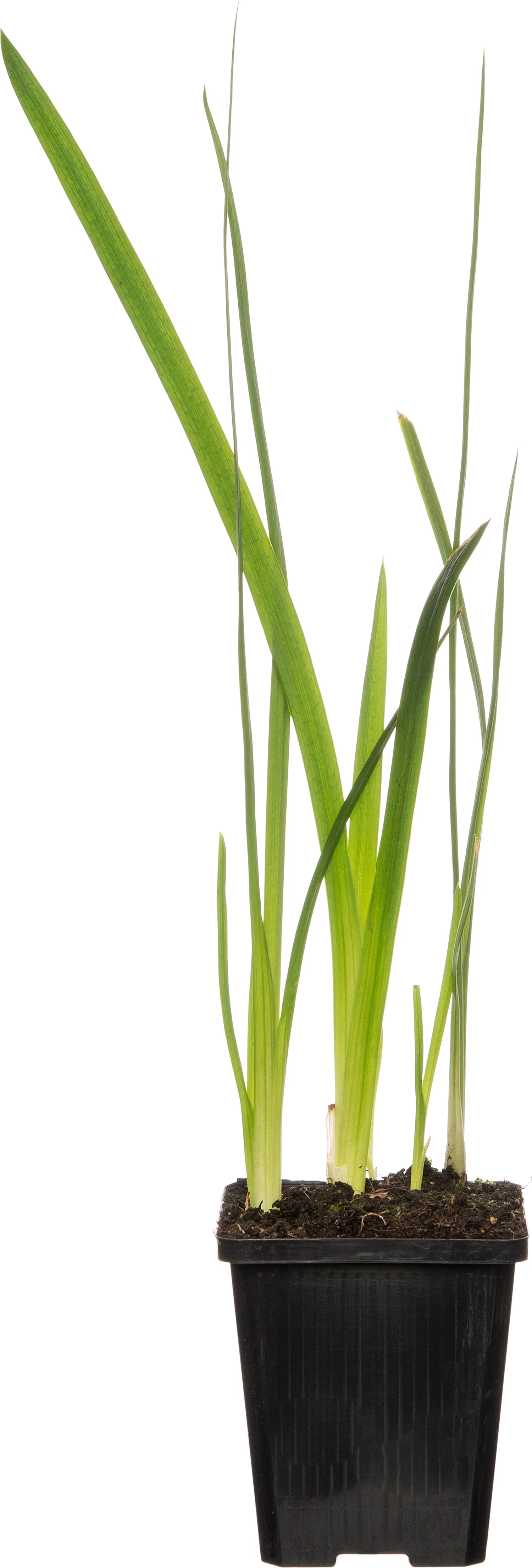 Moerasgladiool (Schizostylis coccinea 'Mrs. Hegarty') D 9 H 20 cm