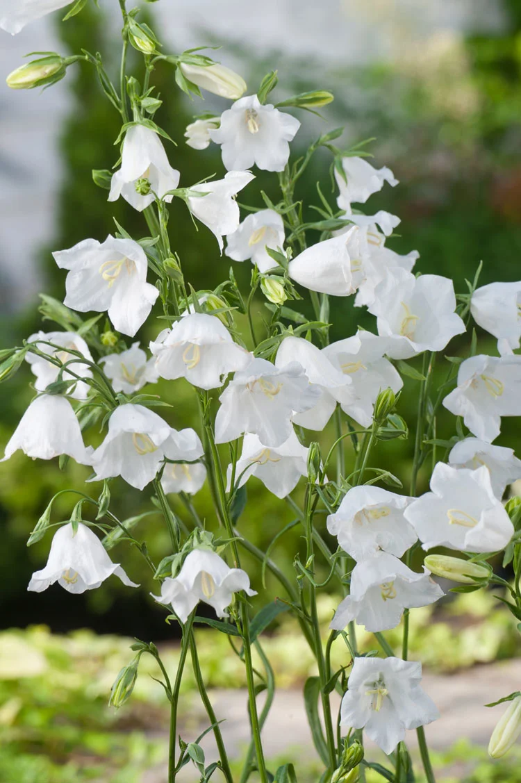 Perzikbladklokje (Campanula persicifolia 'Alba') D 11 H 80 cm