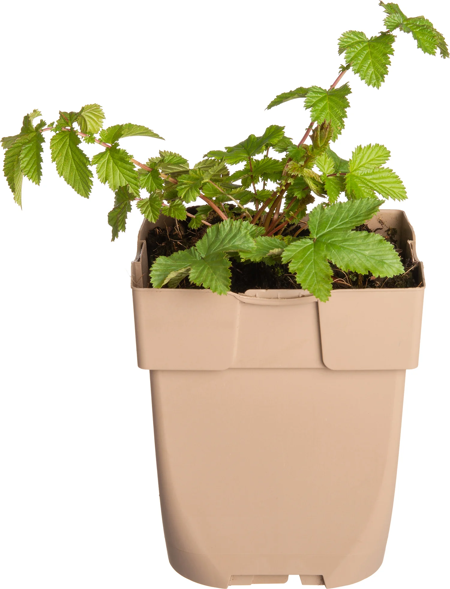 Moerasspirea (Filipendula ulmaria) D 11 H 10 cm