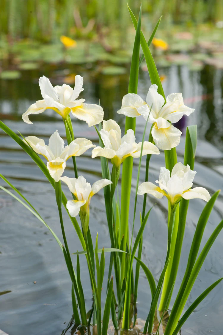 Siberische Lis (Iris sibirica 'Snow Queen') D H 20 cm