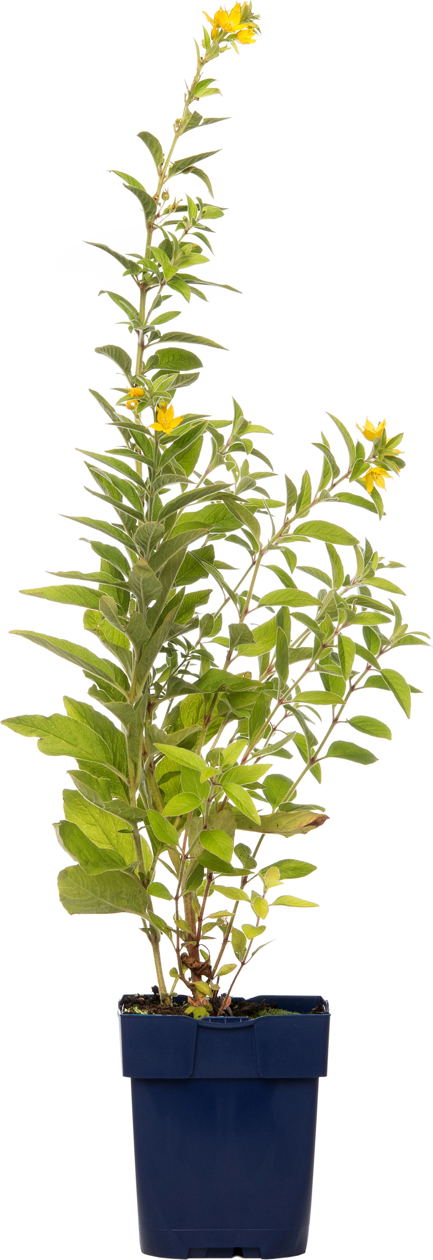 Moeraswederik (Lysimachia punctata) D 11 H 10 cm