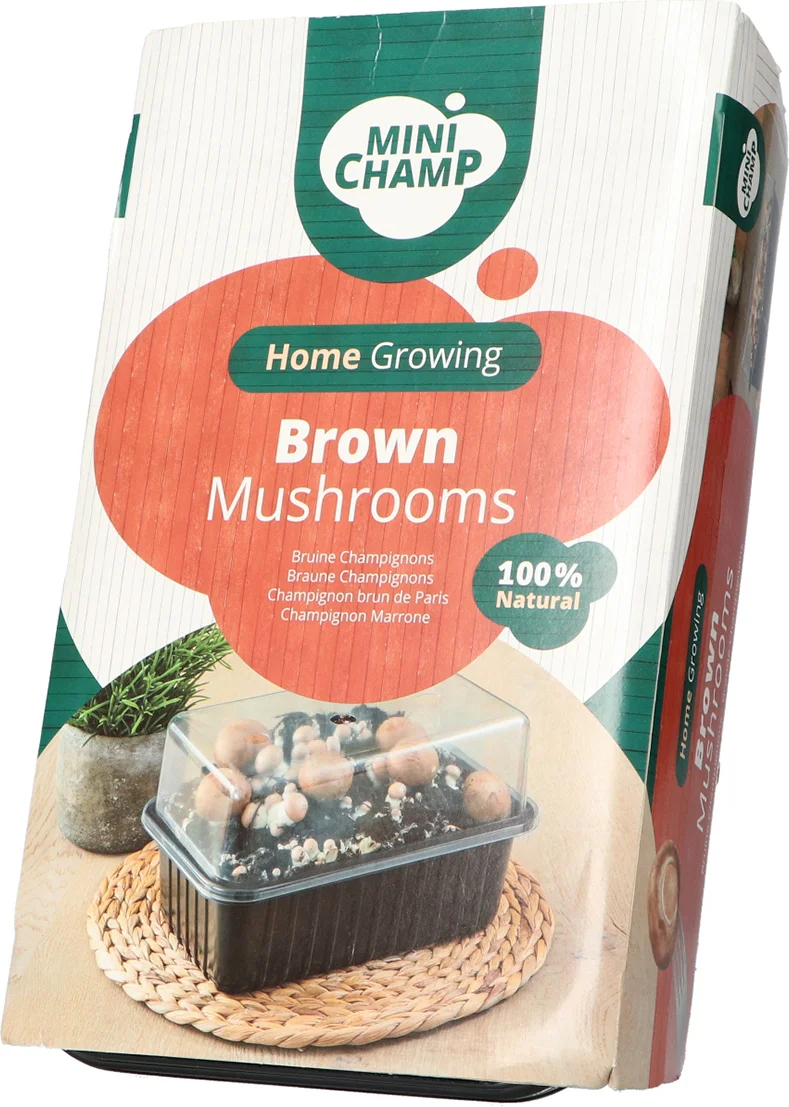 Mini Champ Home growing bruine champignons 27,7 x 8,6 x 17,5 cm