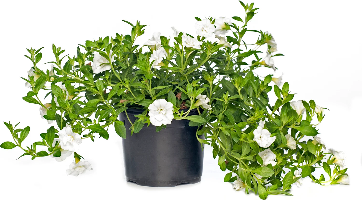 Minipetunia (Calibrachoa) D 12 H 10 cm