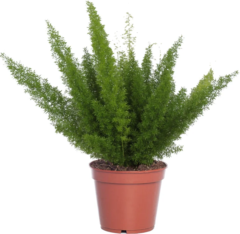 Sierasperge (Asparagus densiflorus 'Meyers') D 17 H 45 cm