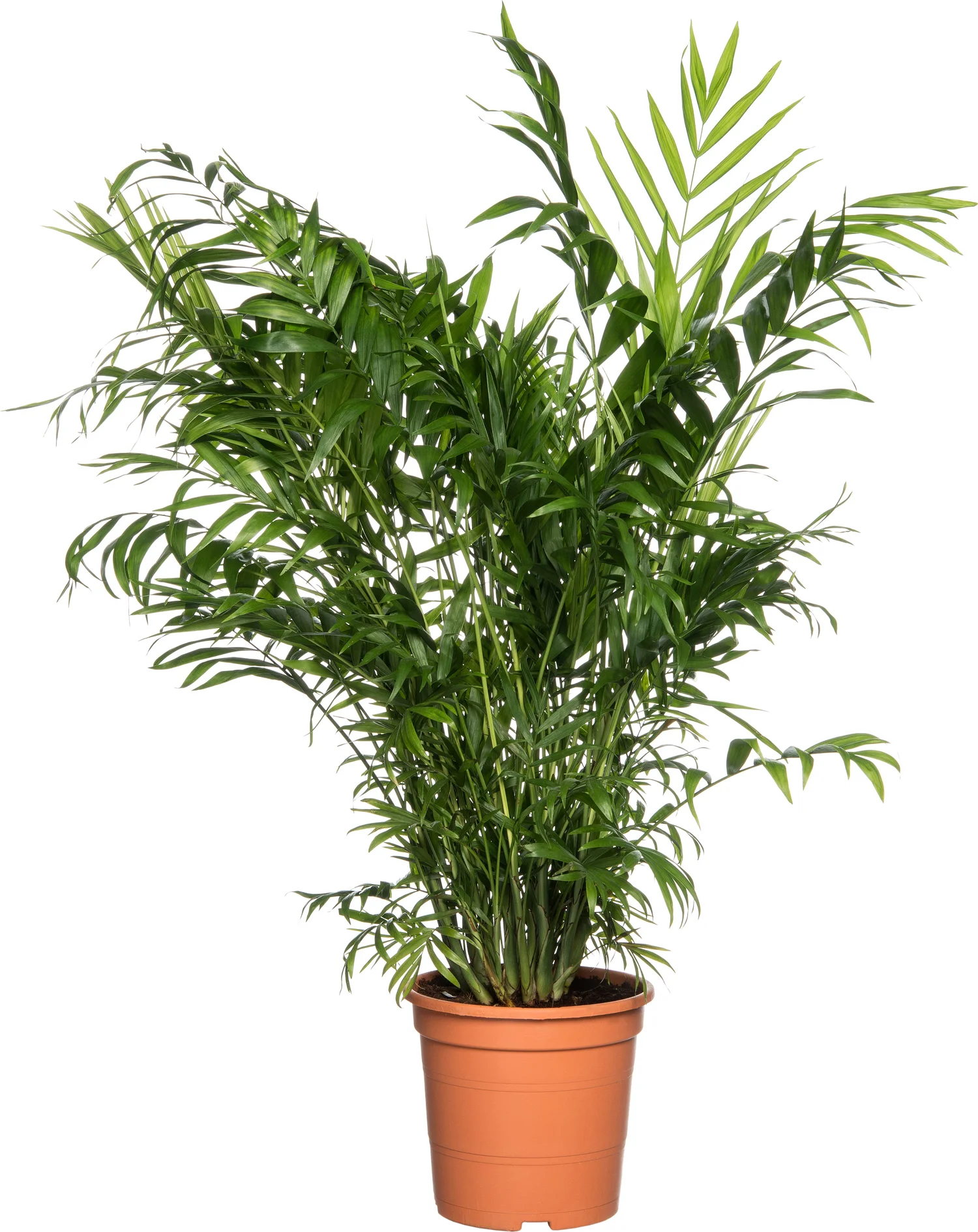 Mexicaanse Bergpalm (Chamaedorea elegans) D 17 H 60 cm