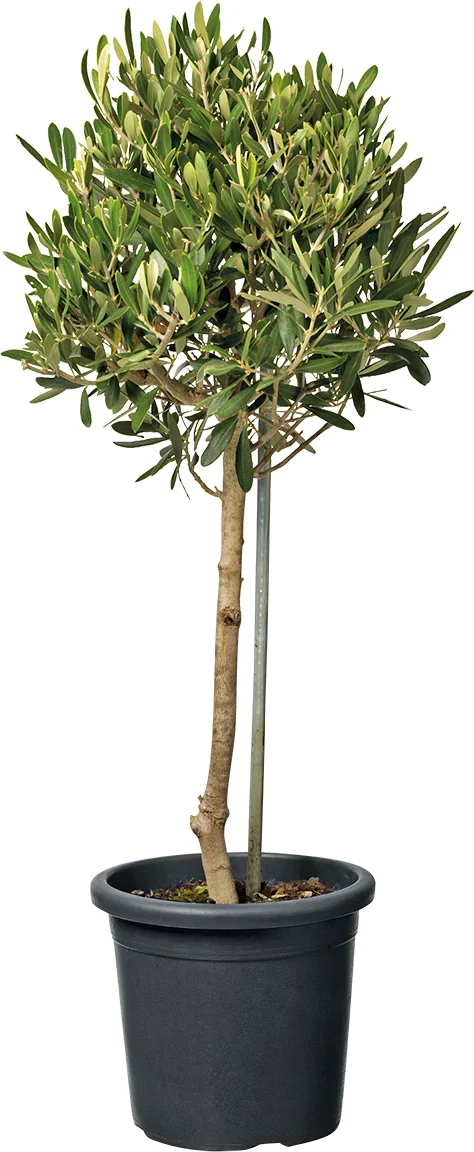 Olijfboom (Olea europaea) D 18 H 80 cm