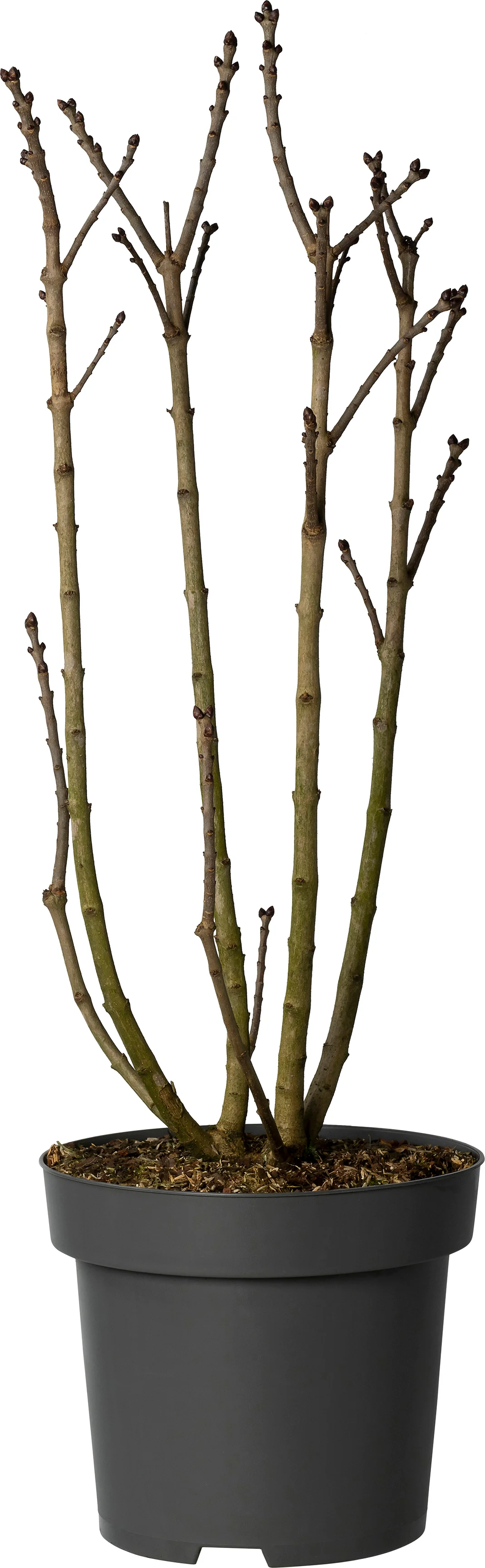 Sering (Syringa vulgaris 'And. an Ludwig Späth') D 30 H 80 cm