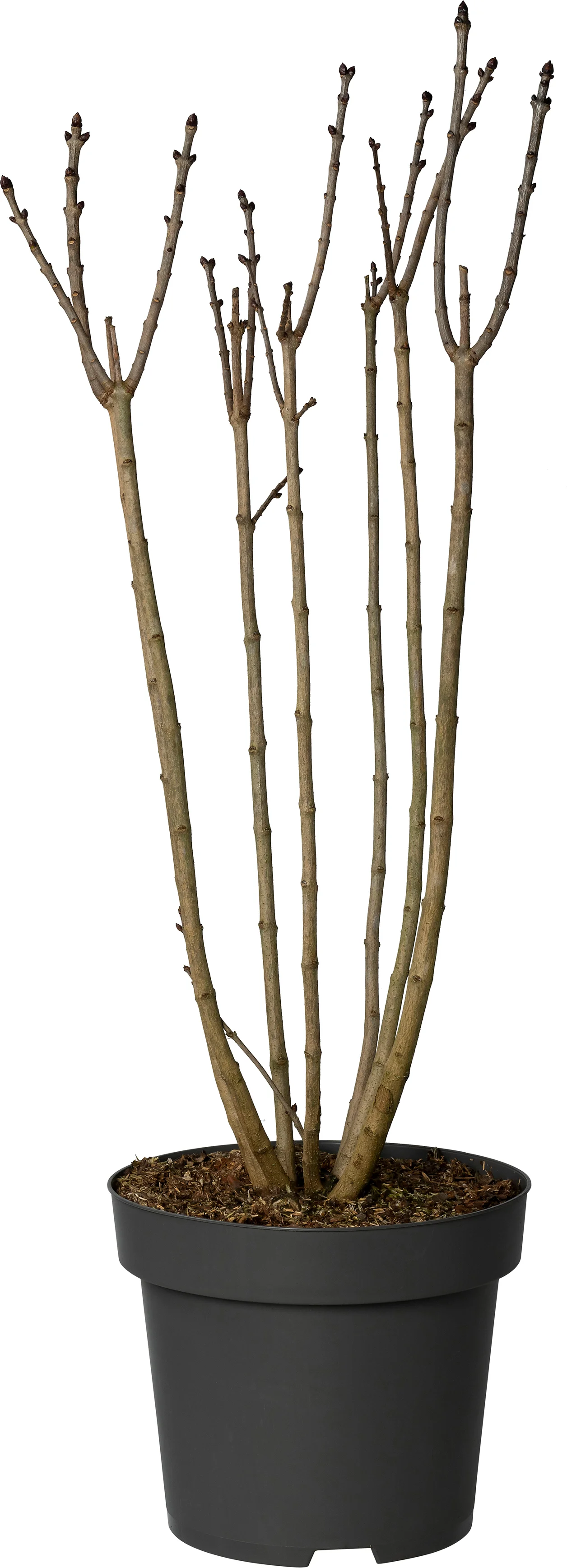 Sering (Syringa vulgaris 'Charles Joly') D 30 H 80 cm