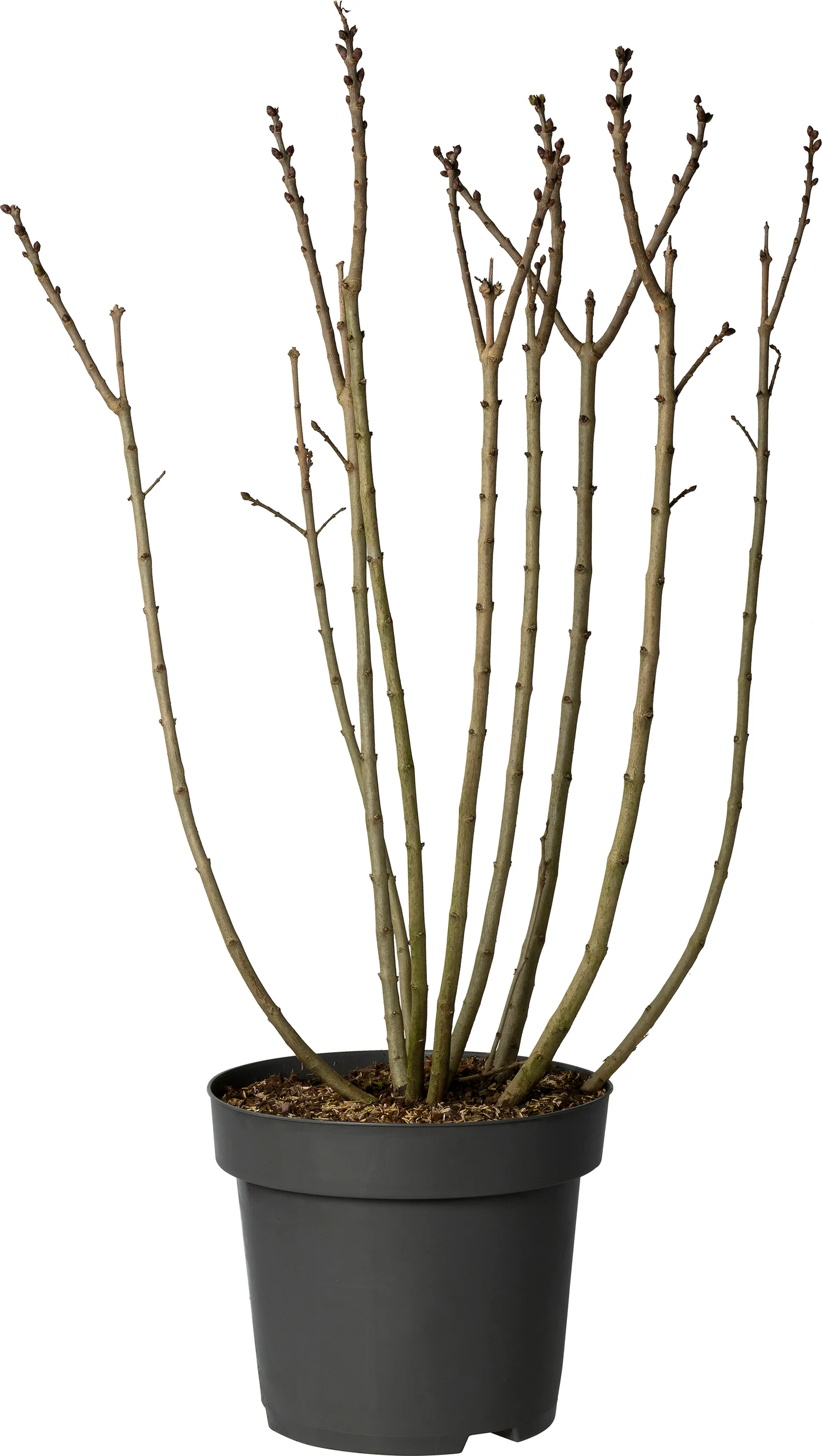 Sering (Syringa vulgaris 'Michel Buchner') D 30 H 80 cm
