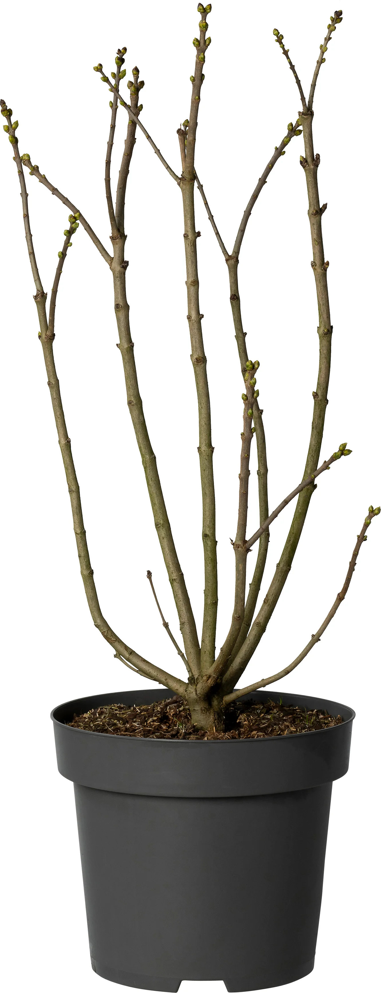 Sering (Syringa vulgaris 'Mme Lemoine') D 30 H 80 cm