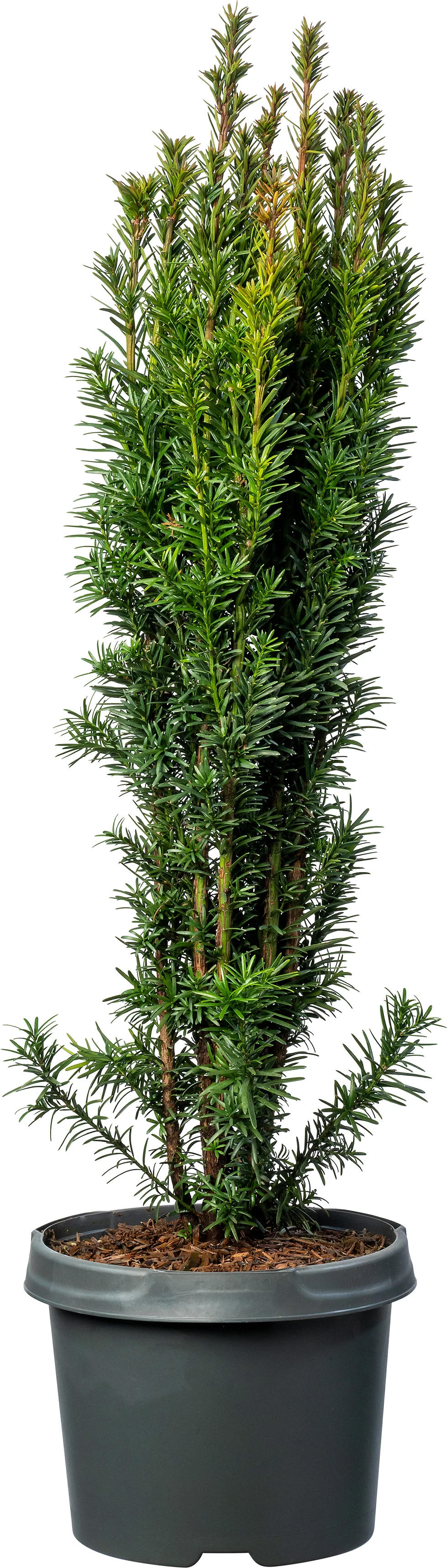 Zuiltaxus (Taxus baccata 'Fastigiata Robusta') D 23 H 85 cm