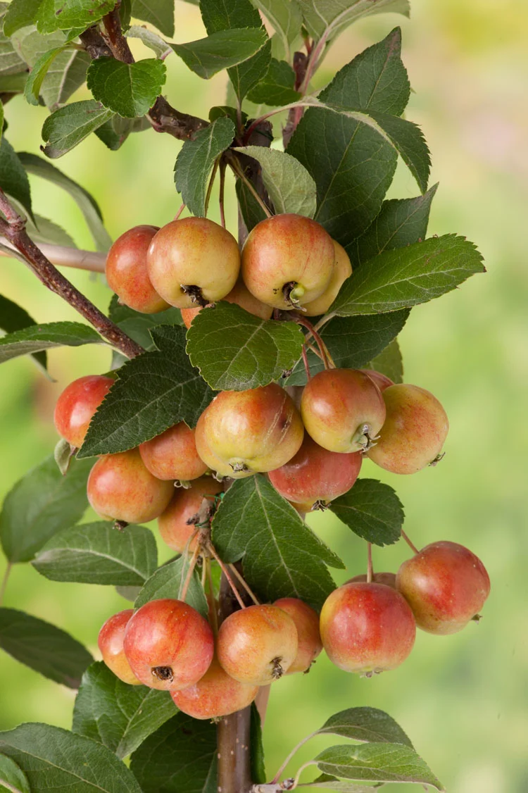 Sierappel (Malus 'Evereste') D 32 H 280 cm