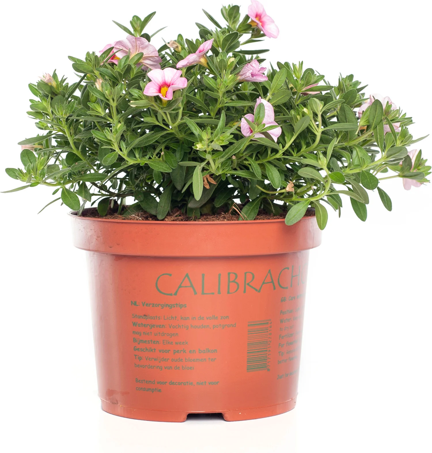 Minipetunia (Calibrachoa) D 17 H 25 cm