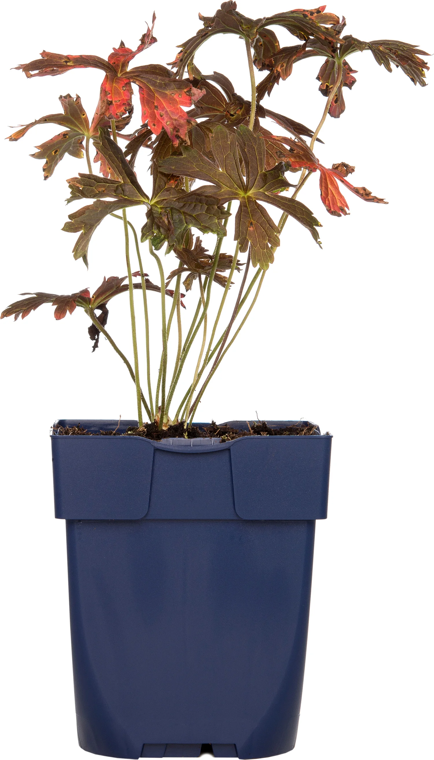 Ooievaarsbek (Geranium maculatum 'Espresso') D 11 H 10 cm