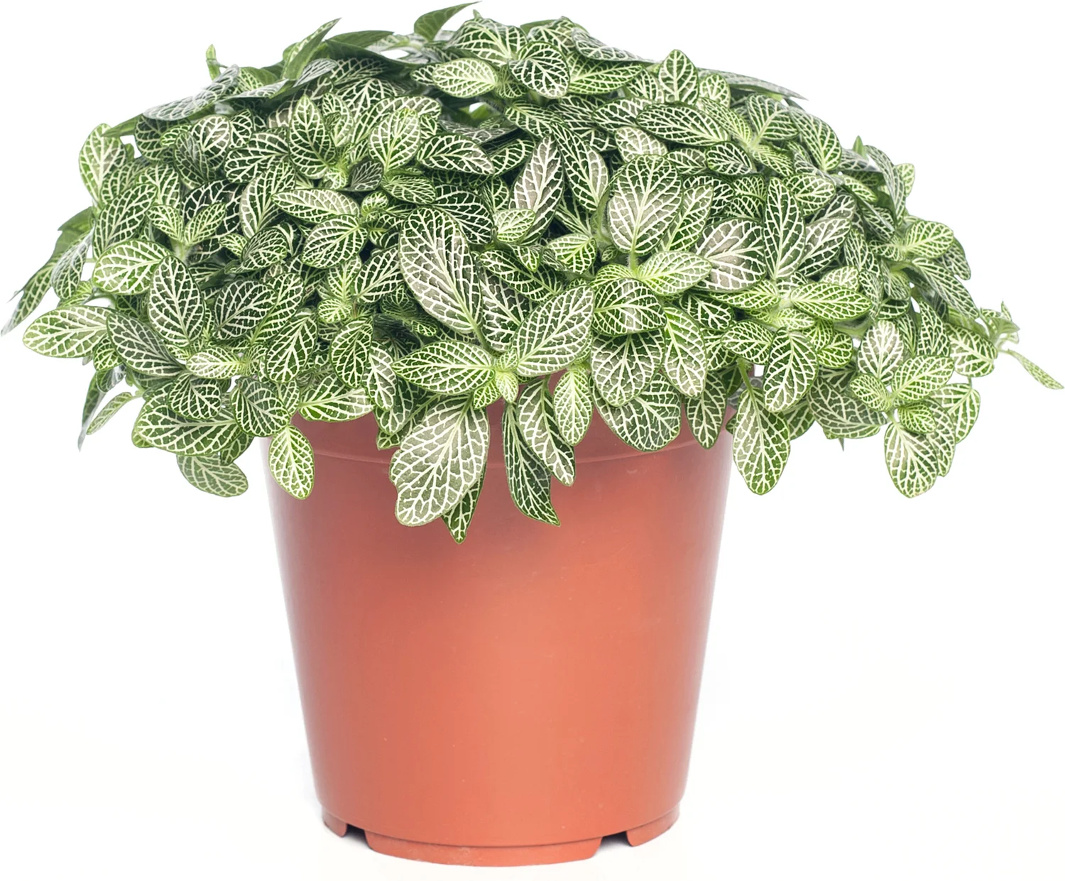 Mozaïekplant (Fittonia 'Mont Blanc') D 15 H 25 cm