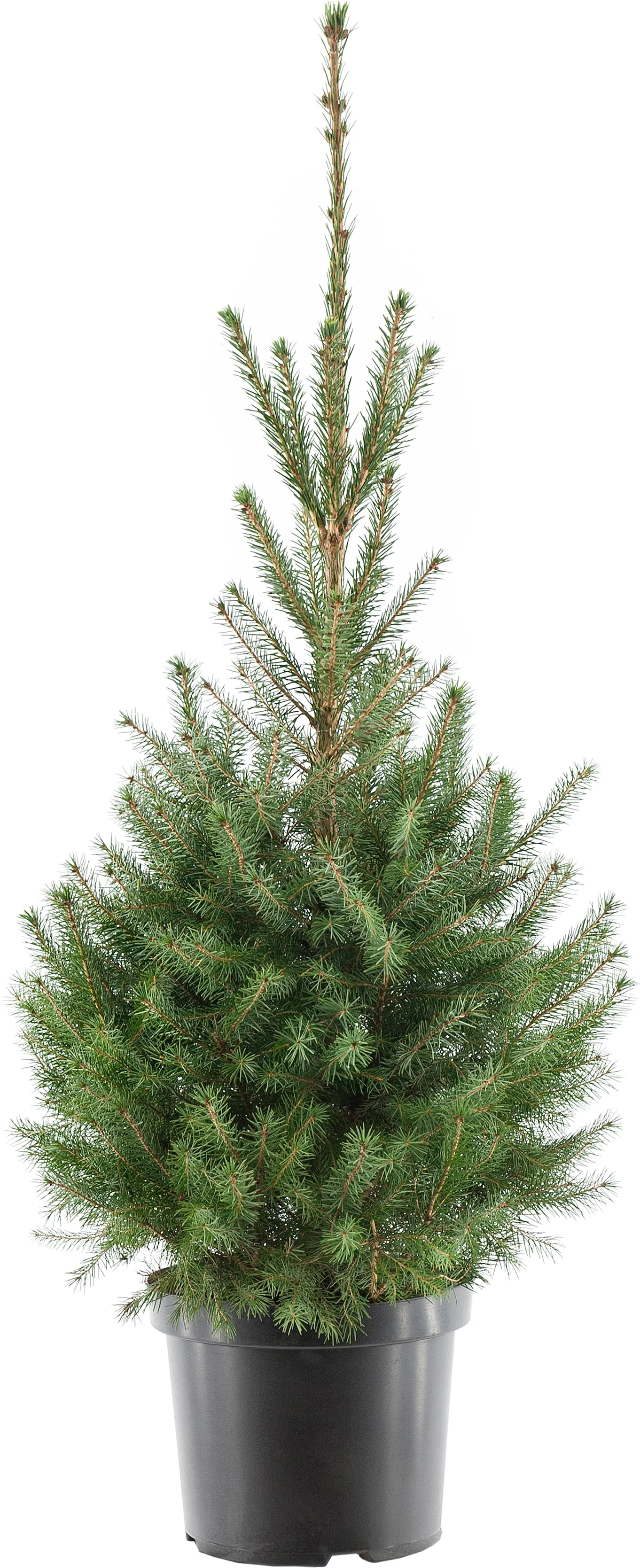 Servische spar kerstboom in pot 80 – 100 cm