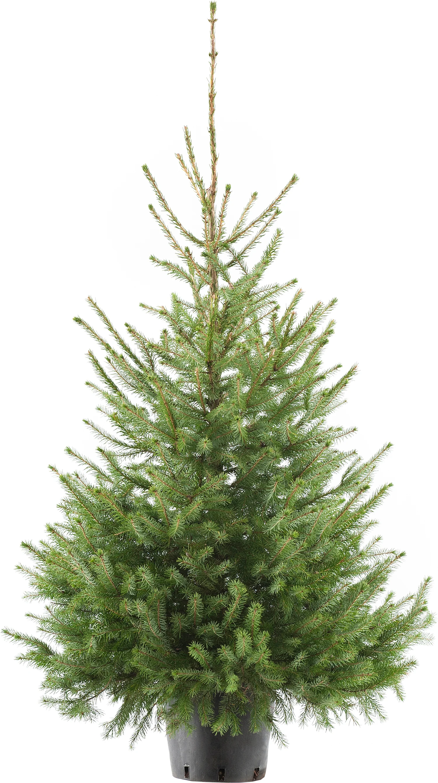 Servische spar kerstboom in pot 150 – 175 cm