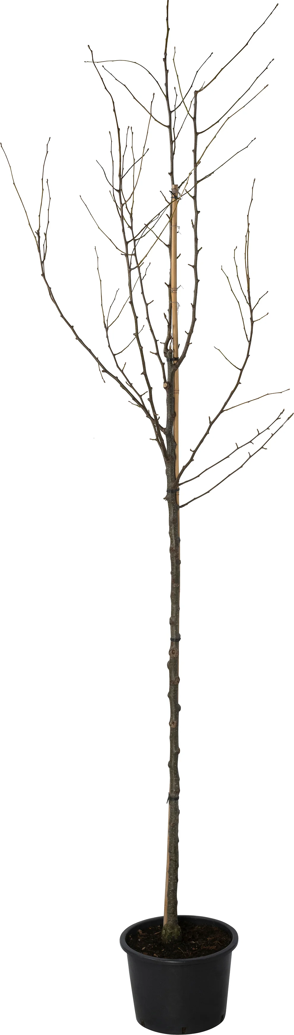Sierpeer (Pyrus calleryana 'Chanticleer') D 28 H 250 cm